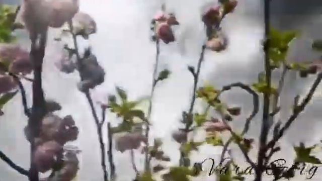 Ոչ ավել ոչ պակաս/ official piano Vard Grig смотреть онлайн