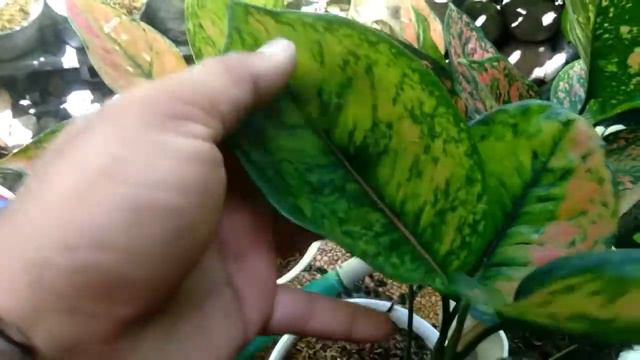 BERBURU TANAMAN HIAS CALADIUM DAN AGLONEMA HENG HENG смотреть онлайн