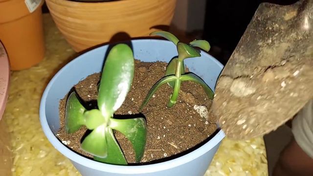 potting jade succulent plant from stem cuttings смотреть онлайн
