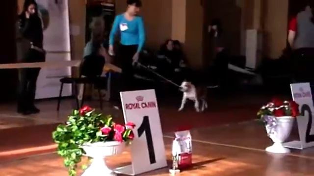 Класс беби кобели. смотреть онлайн
