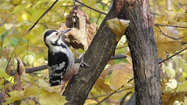 Белоспинный дятел. Самка ( Dendrocopos leucotos ) смотреть онлайн