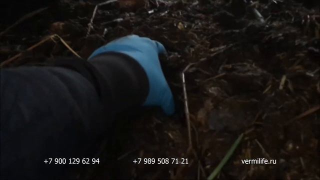 Калифорнийский червь в теплице и биогумус из отходов лука 04 12 17 смотреть онлайн