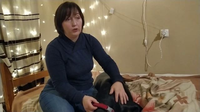 ОТВЕЧАЮ НА ВОПРОСЫ | ХОЧУ ДОБЕРМАНА смотреть онлайн