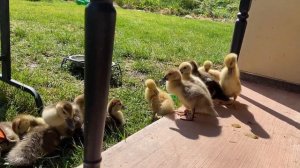 Утки какают как пушка стреляет. Отдыхают на солнышке. The Ducks like rocket going to bathroom
