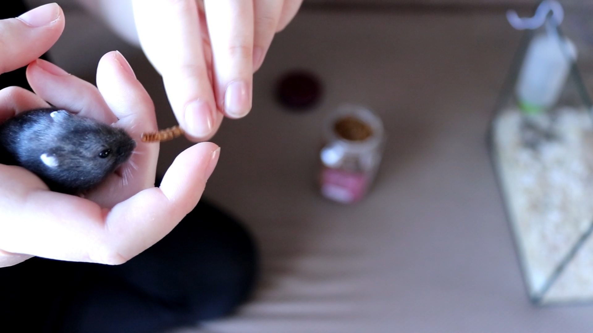 ПРИРУЧАЮ ХОМЯЧКОВ К РУКАМ смотреть онлайн