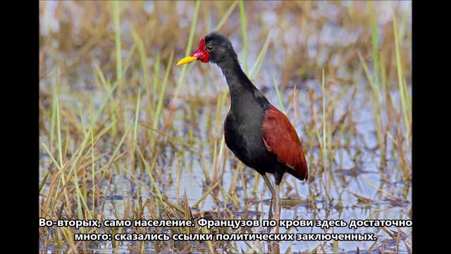 FY/DL5FAB Французская Гвиана. С сайта Dxnews.com