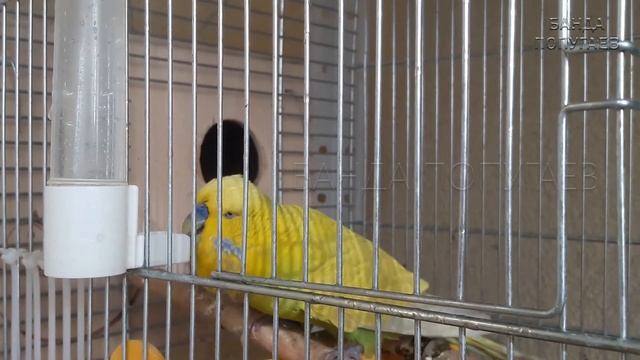 ? Почему самка волнистого попугая не хочет на гнездо? смотреть онлайн