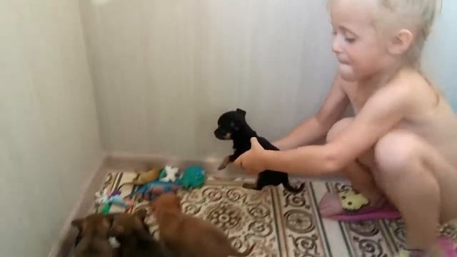 Чихуахуа мини, супермини и мелкий стандарт смотреть онлайн