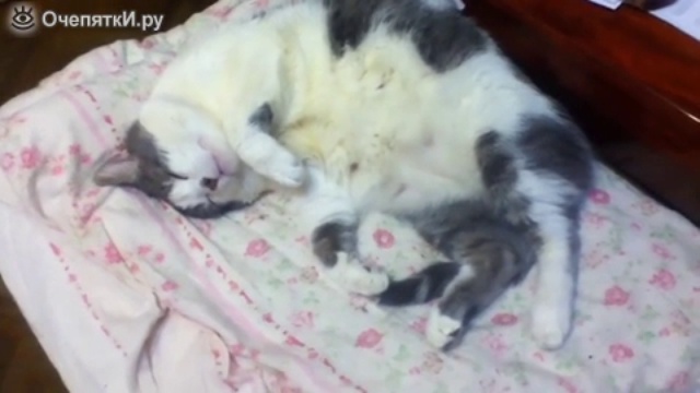 Храпящий котяра смотреть онлайн