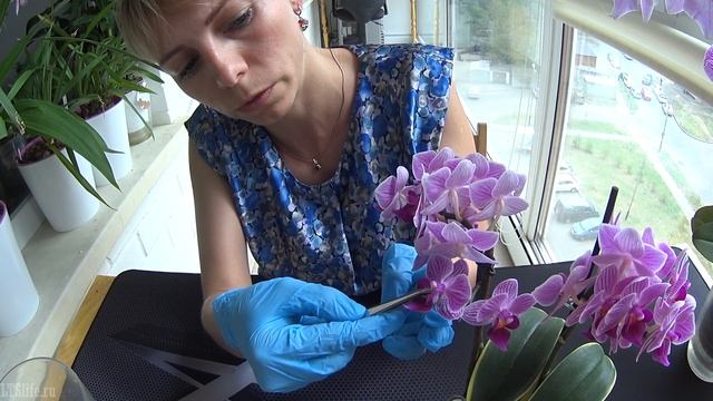 Опыление орхидеи Sogo Vivien Variegata X Phalaenopsis Big Lip