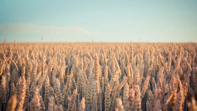 Псалтирь. ПСАЛОМ 145. [рус.] смотреть онлайн