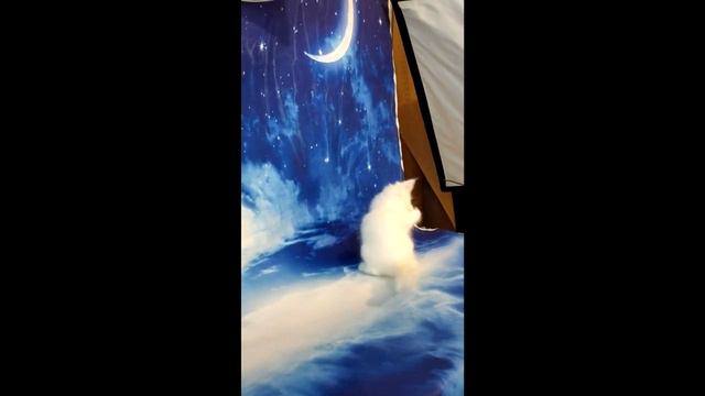 мейн кун W. смотреть онлайн