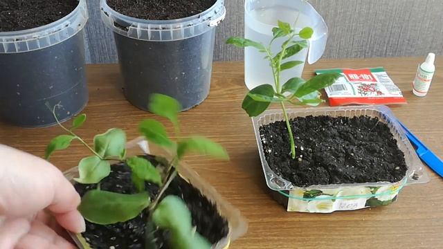 Кобея.Как пикировать эту Лиану смотреть онлайн