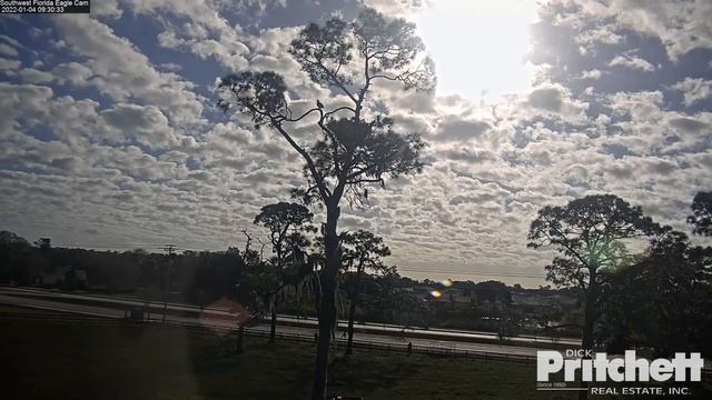 SW Florida Eagle Cam 1-4-22. More sticks, more fish, some squirrel, & snoozing. Perfect morning. смотреть онлайн
