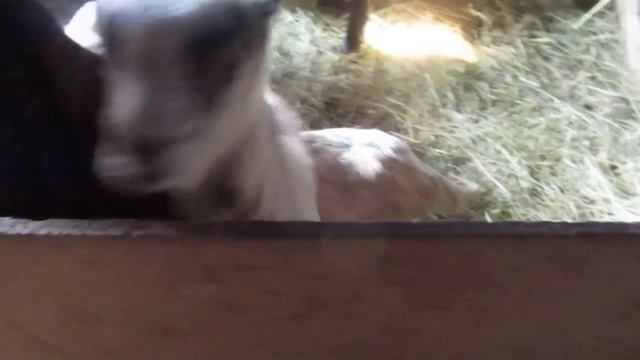 Кормление козы после окота. Оцениваем первокотку смотреть онлайн