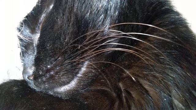 Кот храпит , а второй бегает во сне . смотреть онлайн