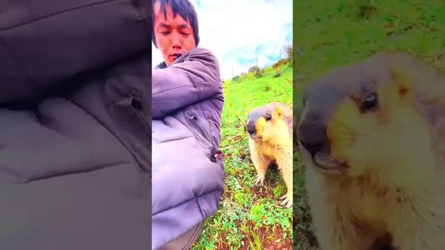 ВСЕ ВКУСНЯХИ ОТНЯТЬ | семья байбака на охоту пошла:)