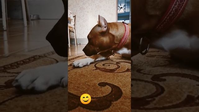 сфинкс и #стафф. #котики #такса #сфинксы #стафф #собака смотреть онлайн