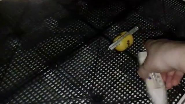 инкубация(закладка гусиного яйца)\Incubation (goose Egg Laying)