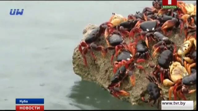 Миллионы крабов заполонили дороги и пляжи на Кубе смотреть онлайн