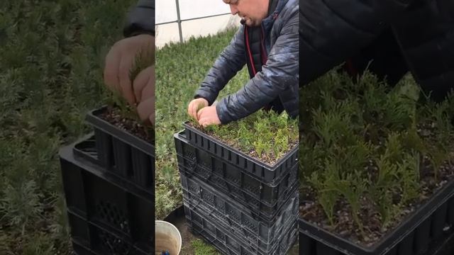 Размножение туи смарагд древесным черенкованием. смотреть онлайн