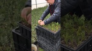 Размножение туи смарагд древесным черенкованием.