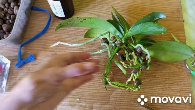 07.06.2023.МИНИ ОРХИДЕЯ КОЛИБРИ ДЕН МАРК!!! ПЕРЕСАДКА ПОСЛЕ ЦВЕТЕНИЯ!!! смотреть онлайн