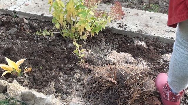 Как улучшить почву на садовом участке ? смотреть онлайн