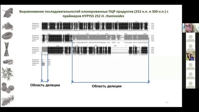 О.В. Разумова: Половые хромосомы растений – происхождение, дифференциация и роль в детерминации пол смотреть онлайн