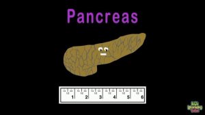 How Big Are The Organs In YOUR Body? | Human Body Size Comparisons | KLT Anatomy