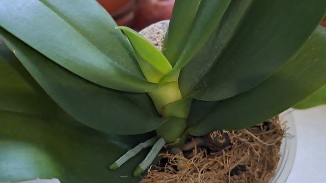 Орхидея Лиодоро.Какие новости у нее? смотреть онлайн