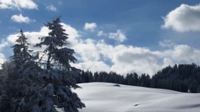 Зимние деревья смотреть онлайн