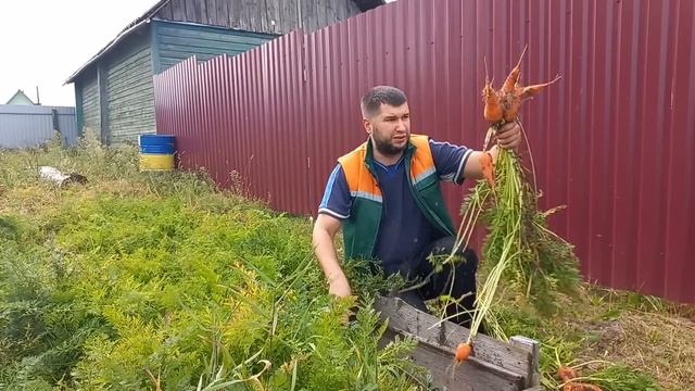 Морковь без прореживания: обман или правда. Проверяем хитрый способ посадки моркови с крахмалом смотреть онлайн