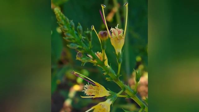 КОЛЛИНСОНИЯ (COLLINSONIA) Сем. Губоцветные ( Lamiaceae ) смотреть онлайн