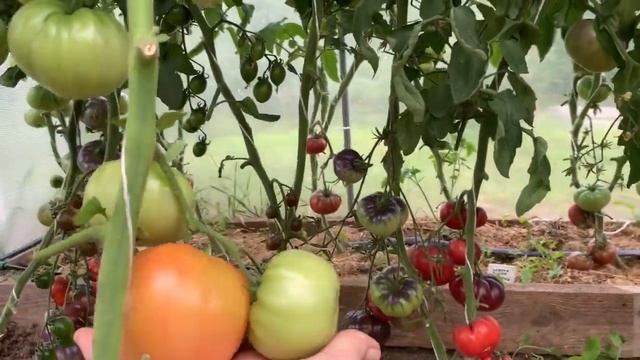 Томаты. Обзор сортов томатов. смотреть онлайн