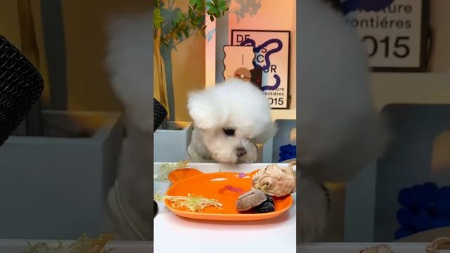 puppy cute eating - dog eat #pets смотреть онлайн