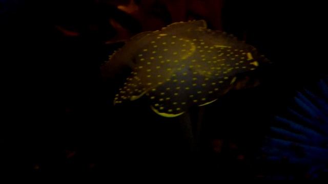 Аквариумные растения! смотреть онлайн