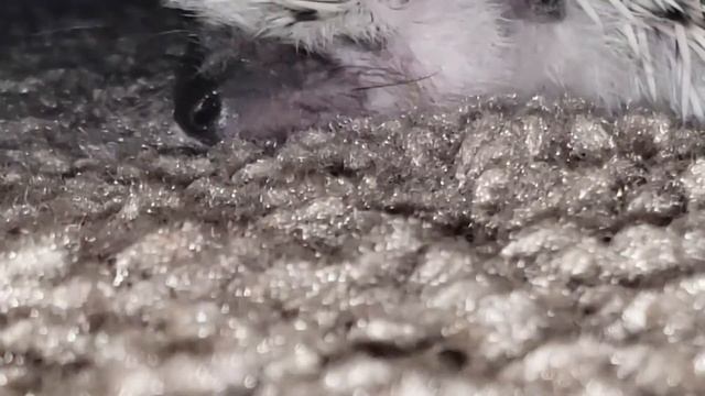 Почему ежи топают по ночам? смотреть онлайн