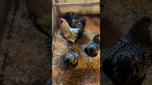 Обзор курятника . 13 пород кур , Павлины, гуси , утки , перепела , индюки , цесарки и многое другое