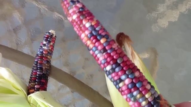 ~Beautiful Glass Gem Corn Harvest~ смотреть онлайн
