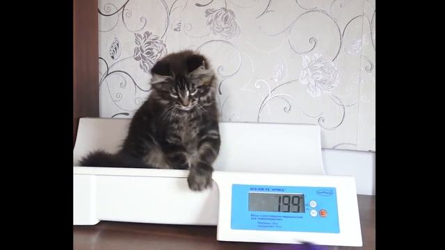 ЛИРИКУМ Сержант Мордович / 3 месяца котику мейн-кун смотреть онлайн