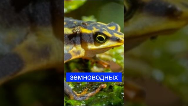 Их уже считали вымершими.. В Эквадоре обнаружены лягушки-арлекины #новости