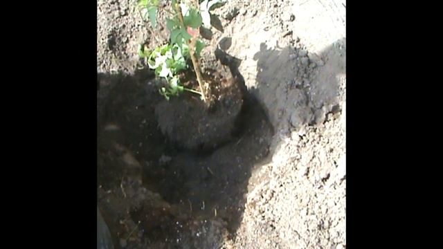 Посадка Клематиса в открытый грунт/Секреты правильной высадки смотреть онлайн