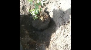 Посадка Клематиса в открытый грунт/Секреты правильной высадки