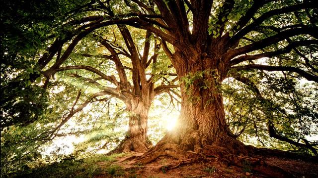 Красивые минутные ролики без авторских прав Trees 84143 смотреть онлайн