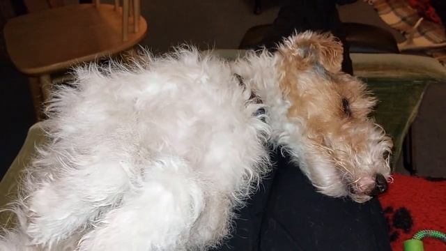 Nobby Takes His First Guy Fawkes Night In His Stride