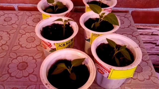 Сорт сладкого перца Калифорнийское чудо/Характеристики сорта смотреть онлайн