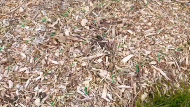 Planting PEONY bare root in early spring + update after 3 weeks смотреть онлайн