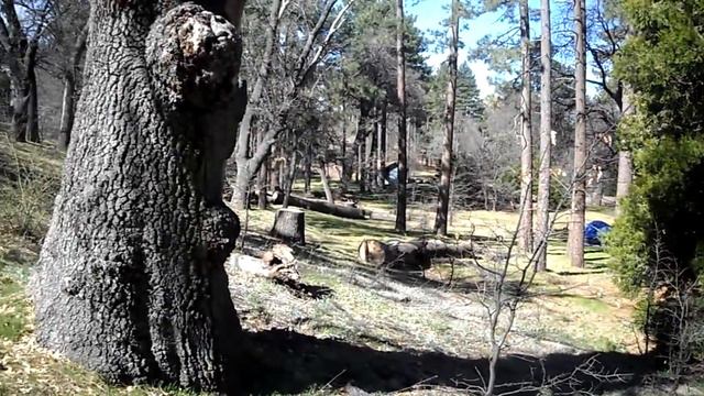Mount Laguna Wild Turkey Hunting "D" смотреть онлайн