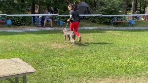 Выставка собак Амстафф Фотосессия амстаффа